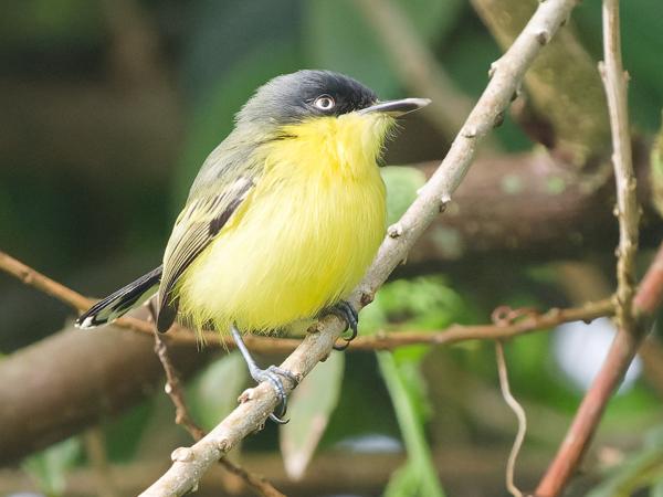 <h3><a href="/trips/costa-rica/biota/animalia/chordata/aves/040 passeriformes/011 tyrannidae/todirostrum cinereum/todirostrum cinereum-nl.html">Todirostrum&nbsp;cinereum</a> / Common&nbsp;tody‑flycatcher / Geelbuikschoffelsnavel</h3>OM-1 Mark II met OLYMPUS M.150-400mm F4.5 TC, 1/2000 sec  bij F6.3, ISO 10000, afstand 8.67&nbsp;m